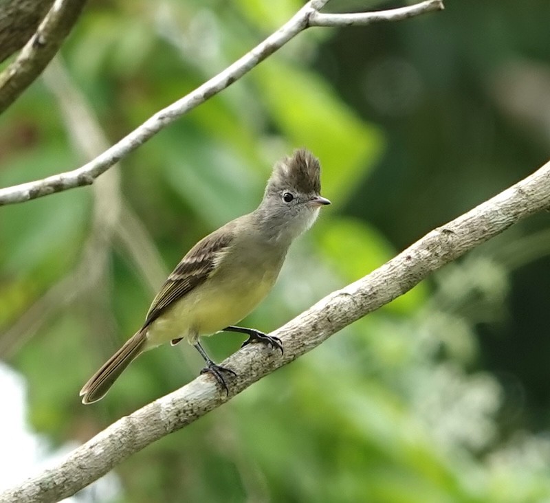 Yellow-bellied Elaenia - ML647220897
