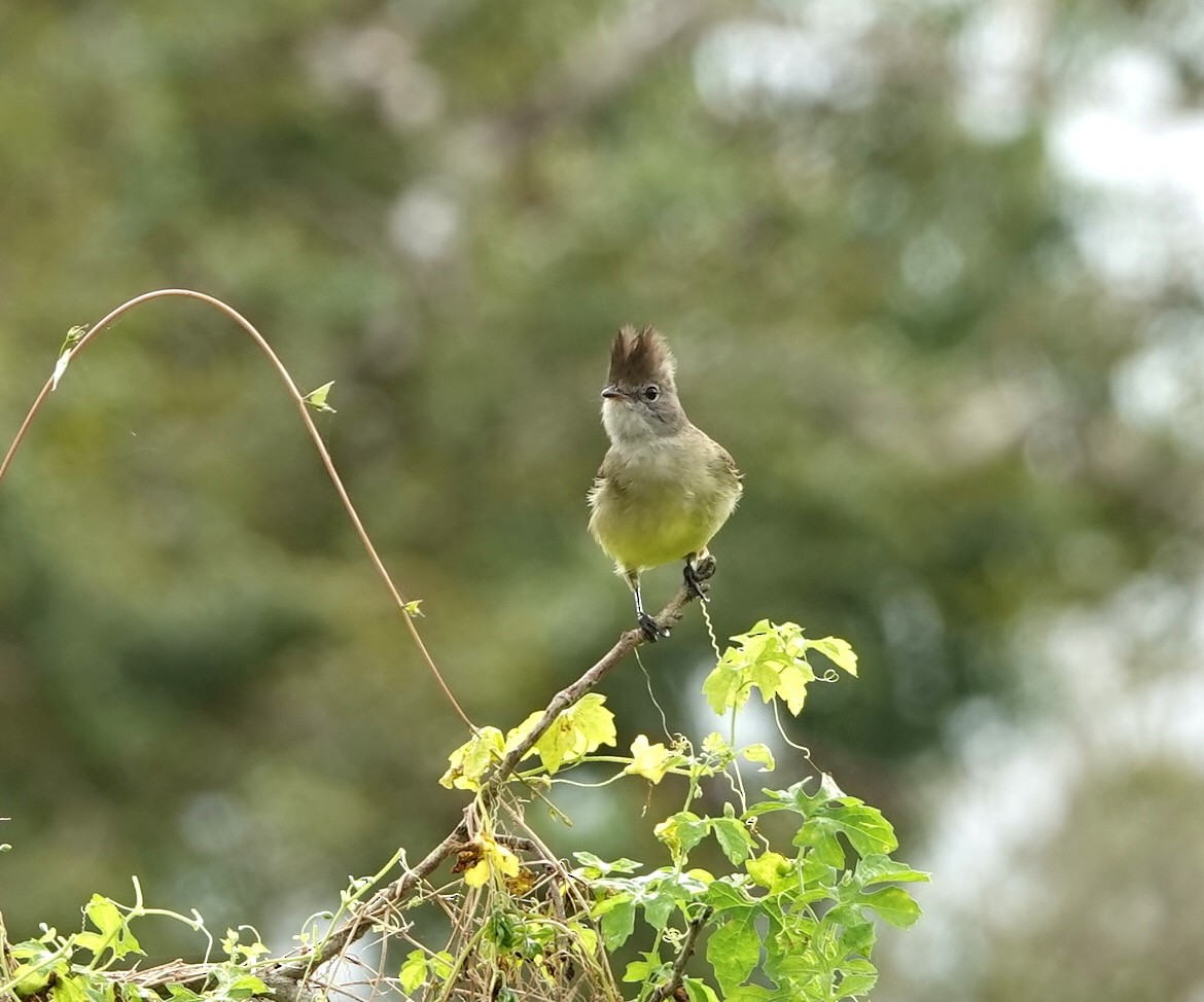 Yellow-bellied Elaenia - ML647220898