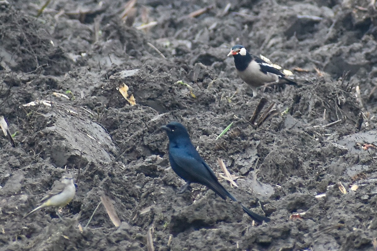 Indian Pied Starling - ML647220899