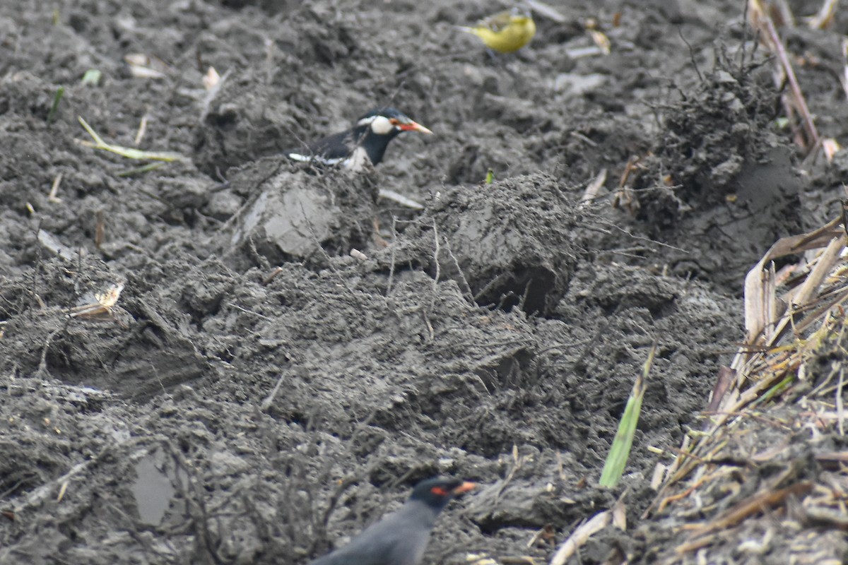 Indian Pied Starling - ML647220900