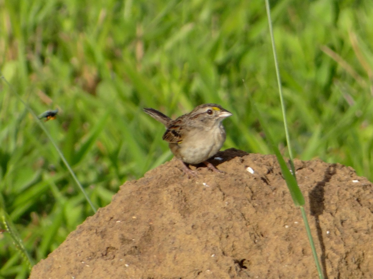 Grassland Sparrow - ML647220901
