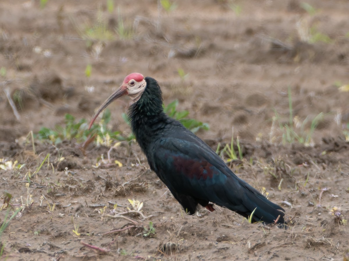 Southern Bald Ibis - ML647220904