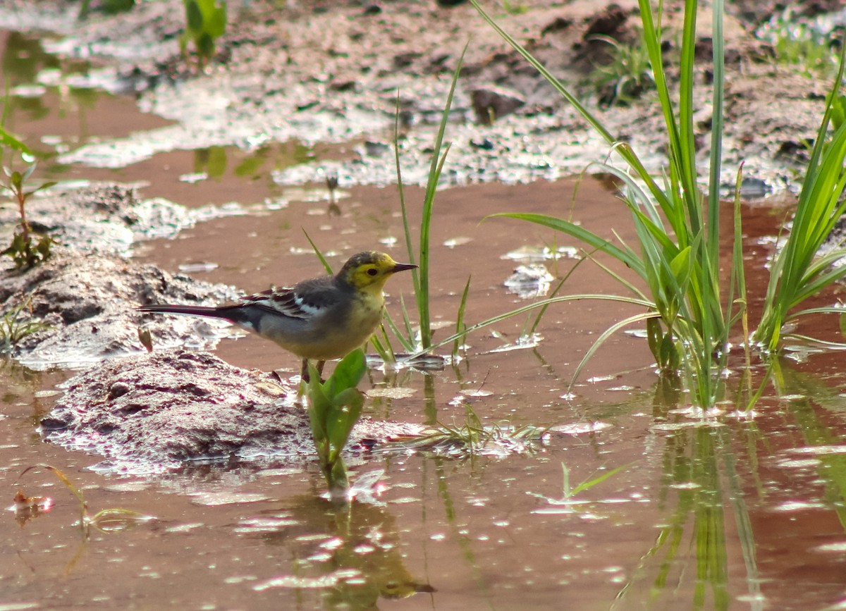 Citrine Wagtail - ML647220905