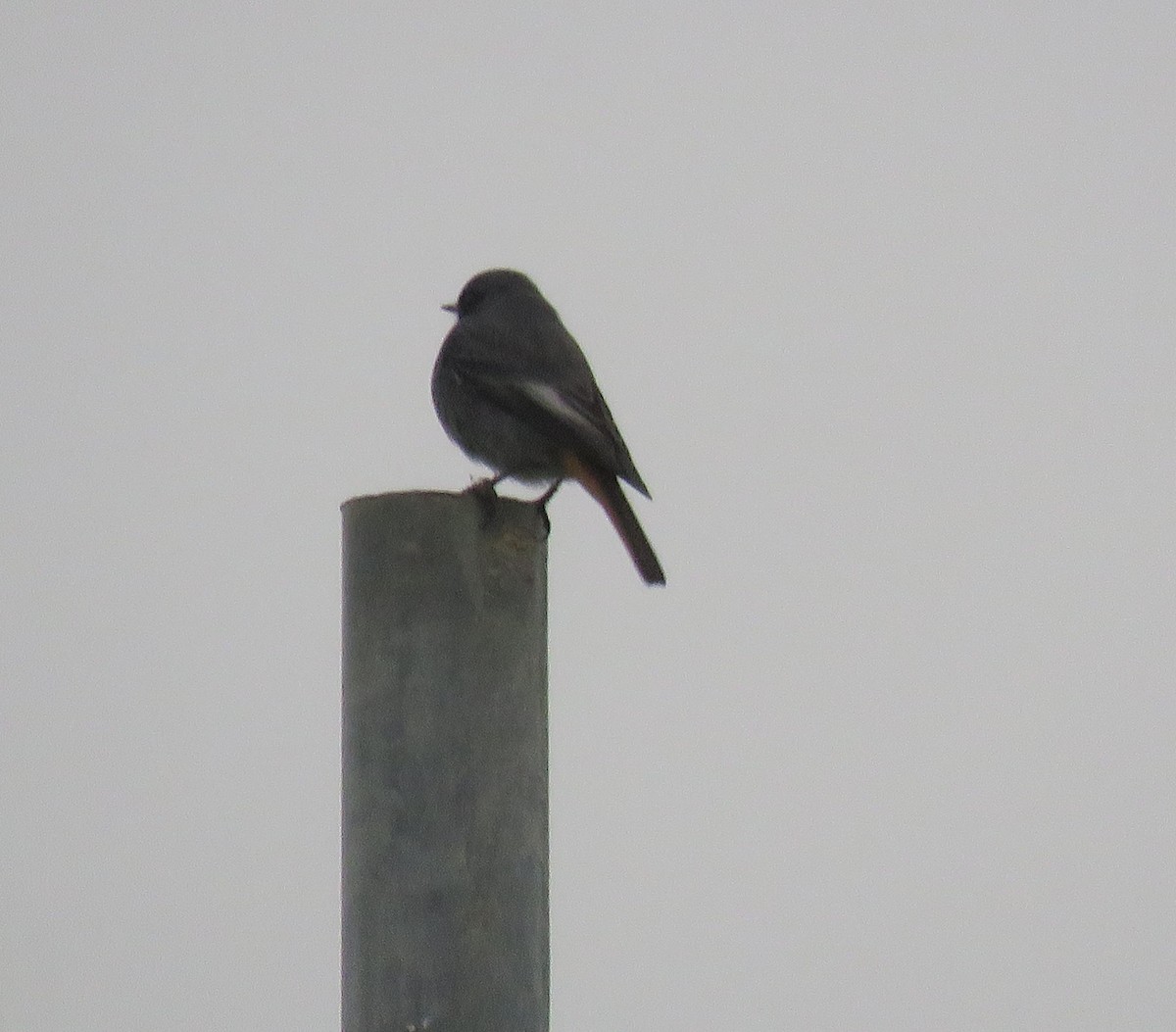 Hausrotschwanz - ML647220906