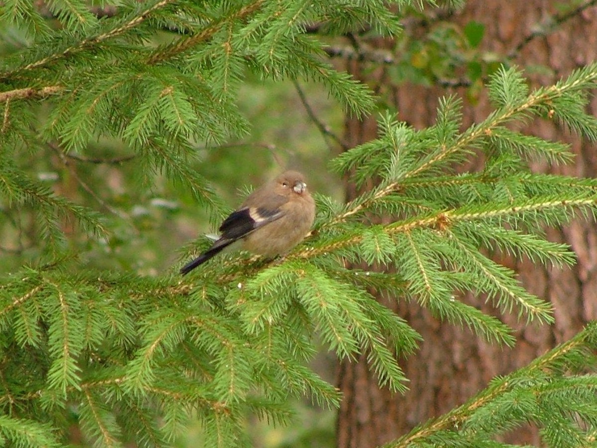 Eurasian Bullfinch (Eurasian) - ML647220907