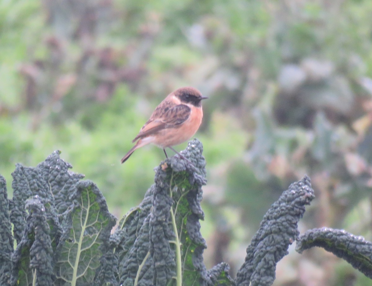 Schwarzkehlchen - ML647220909