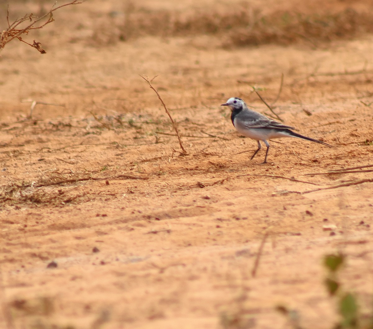 White Wagtail - ML647220911