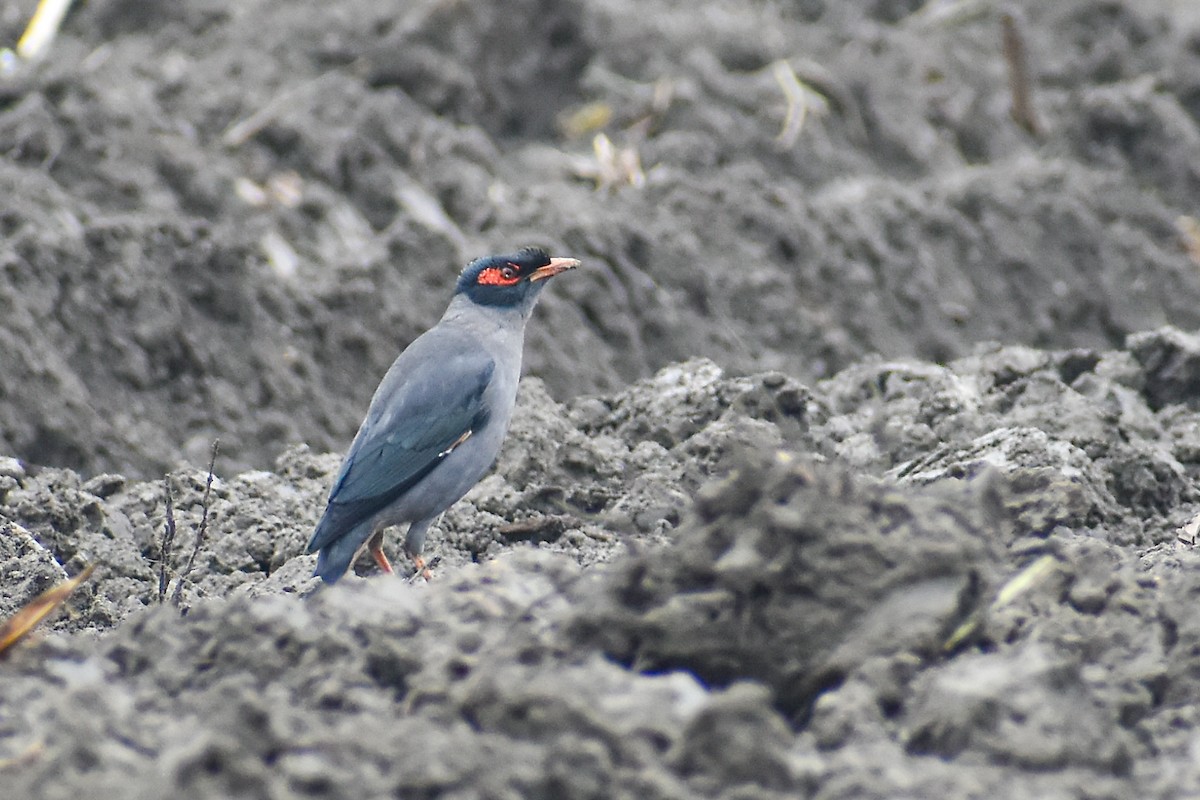 Bank Myna - ML647220913