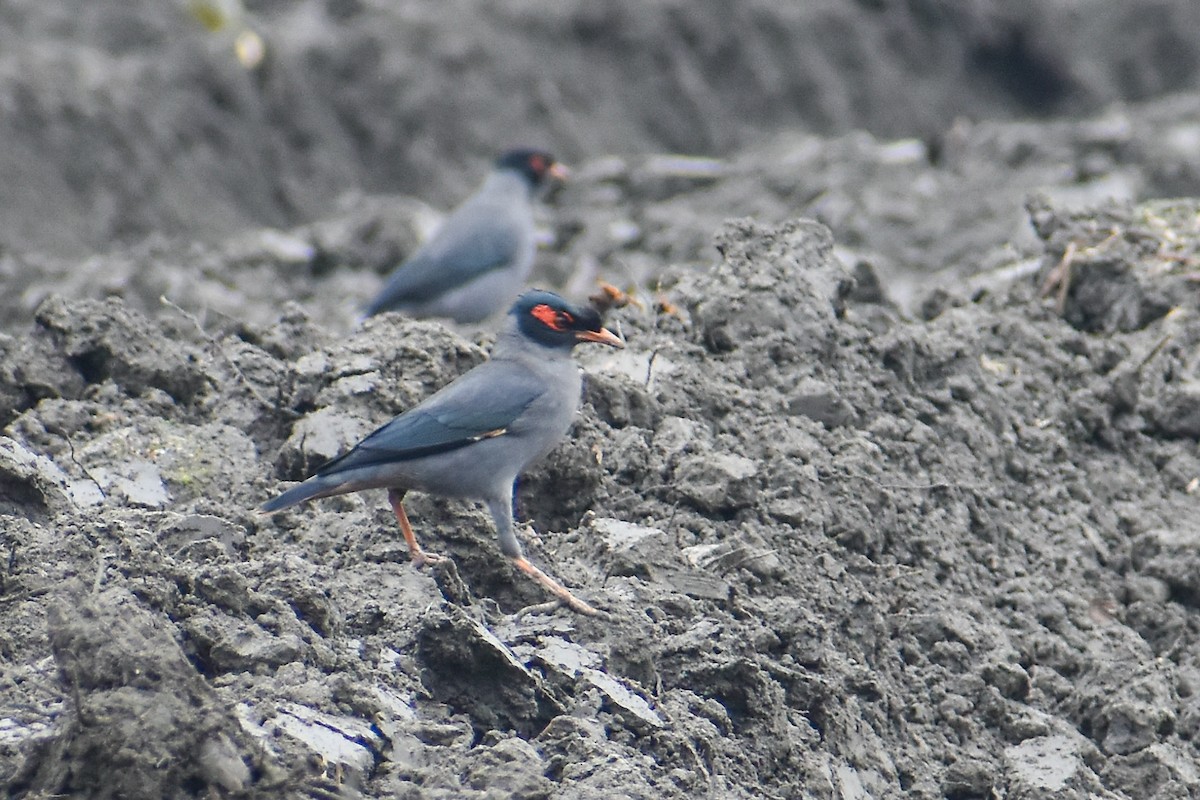 Bank Myna - ML647220914