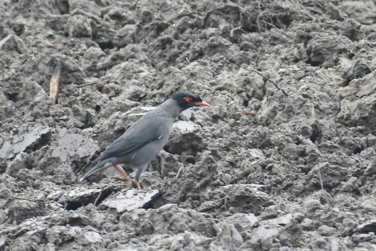 Bank Myna - ML647220915