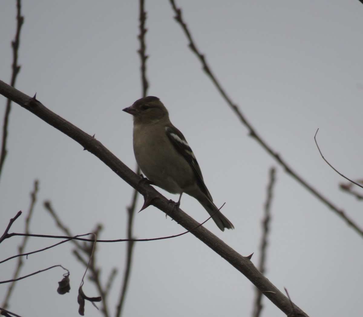 Buchfink - ML647220916