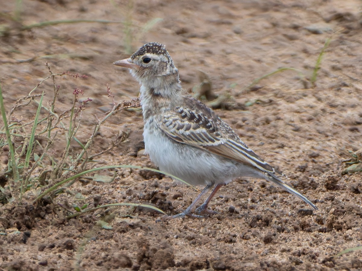 Red-capped Lark - ML647220917
