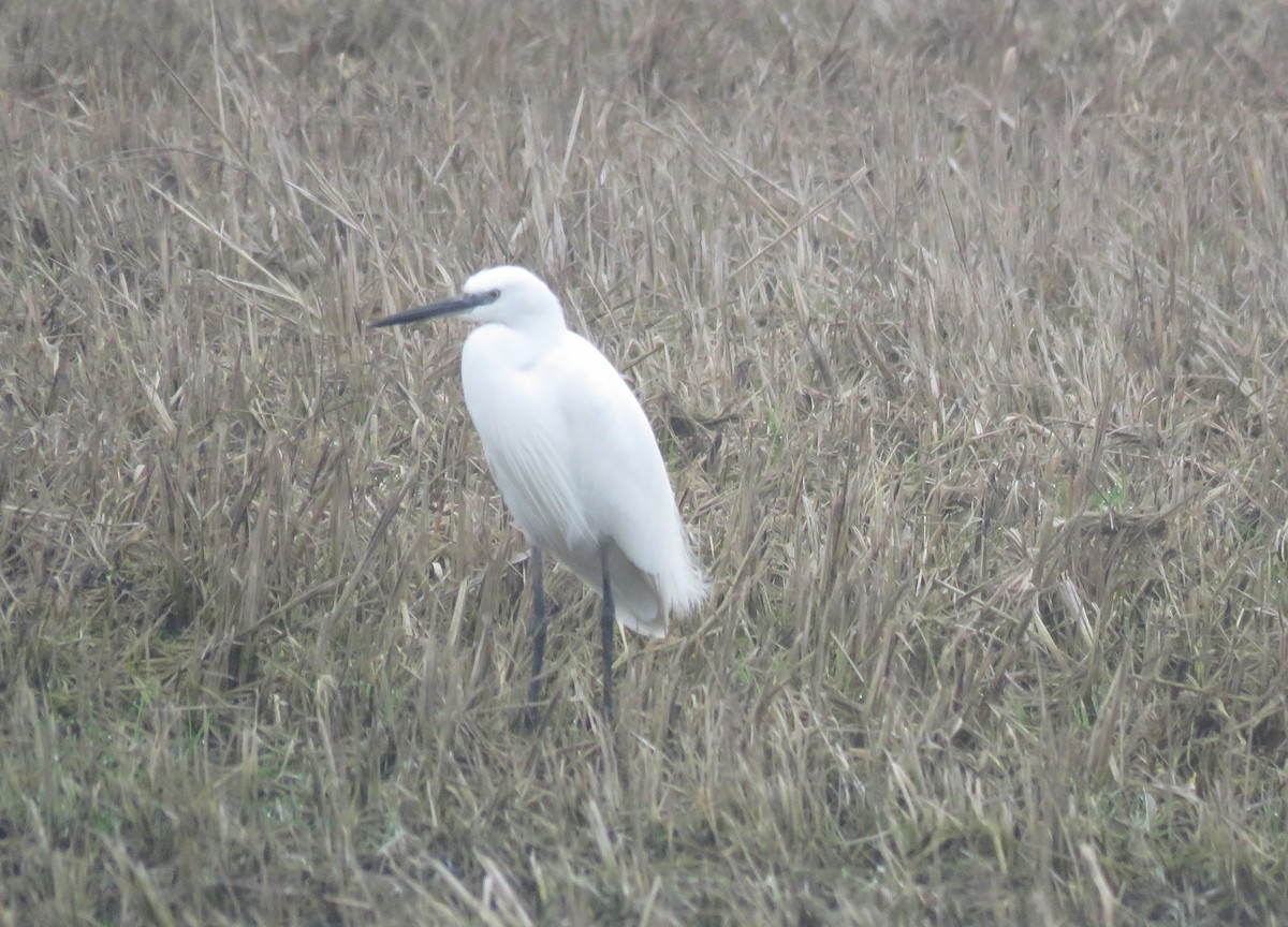 Seidenreiher - ML647220924