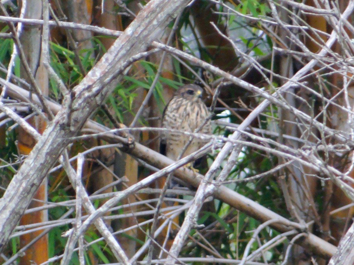Roadside Hawk - ML647220925