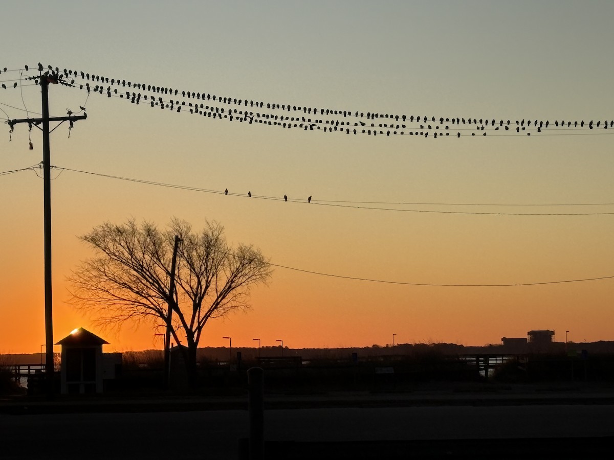 野鴿(野化) - ML647220940