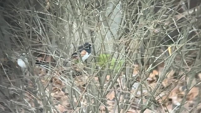 pipilo rudooký - ML647220948