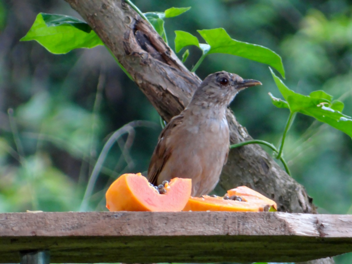 Zorzal Sabiá - ML647220954