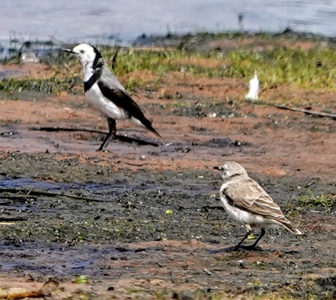 White-fronted Chat - ML647220955