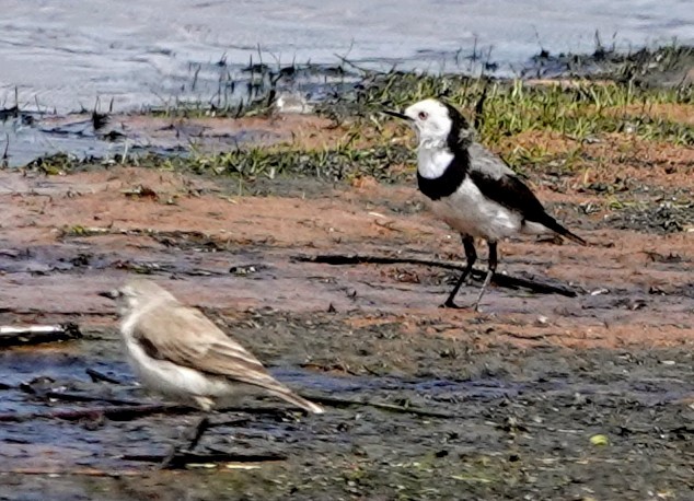 White-fronted Chat - ML647220956