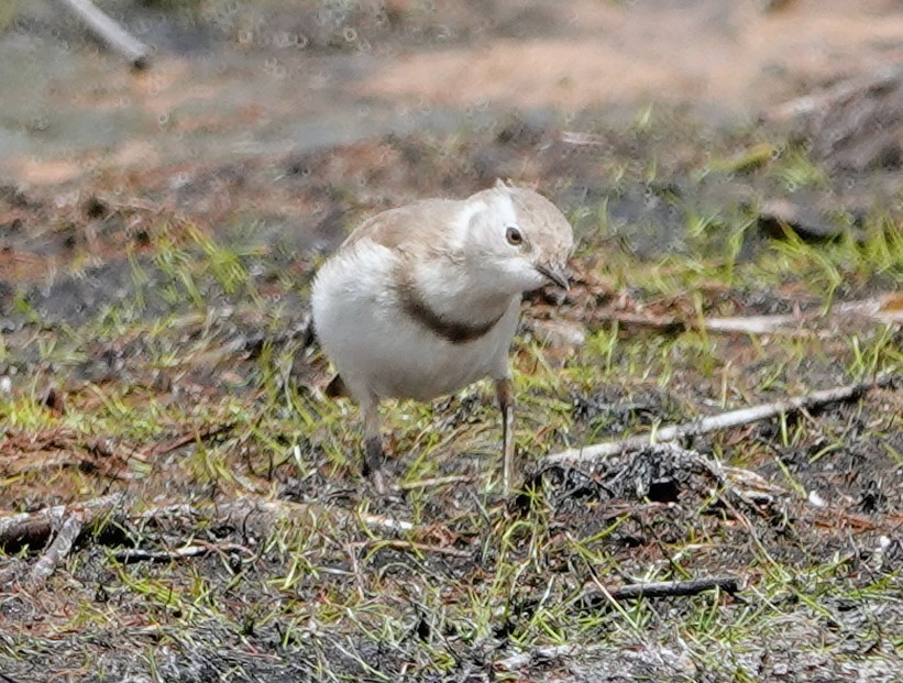 White-fronted Chat - ML647220957