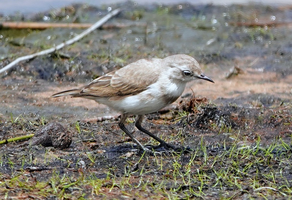 White-fronted Chat - ML647220958