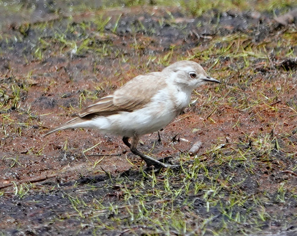 White-fronted Chat - ML647220959