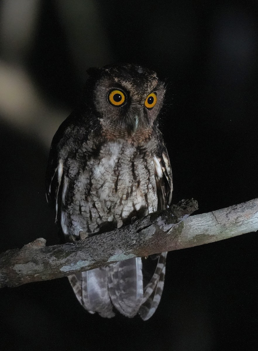 Black-capped Screech-Owl - ML647220960