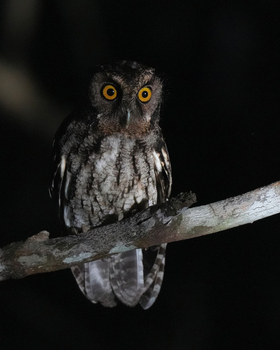 Black-capped Screech-Owl - ML647220961
