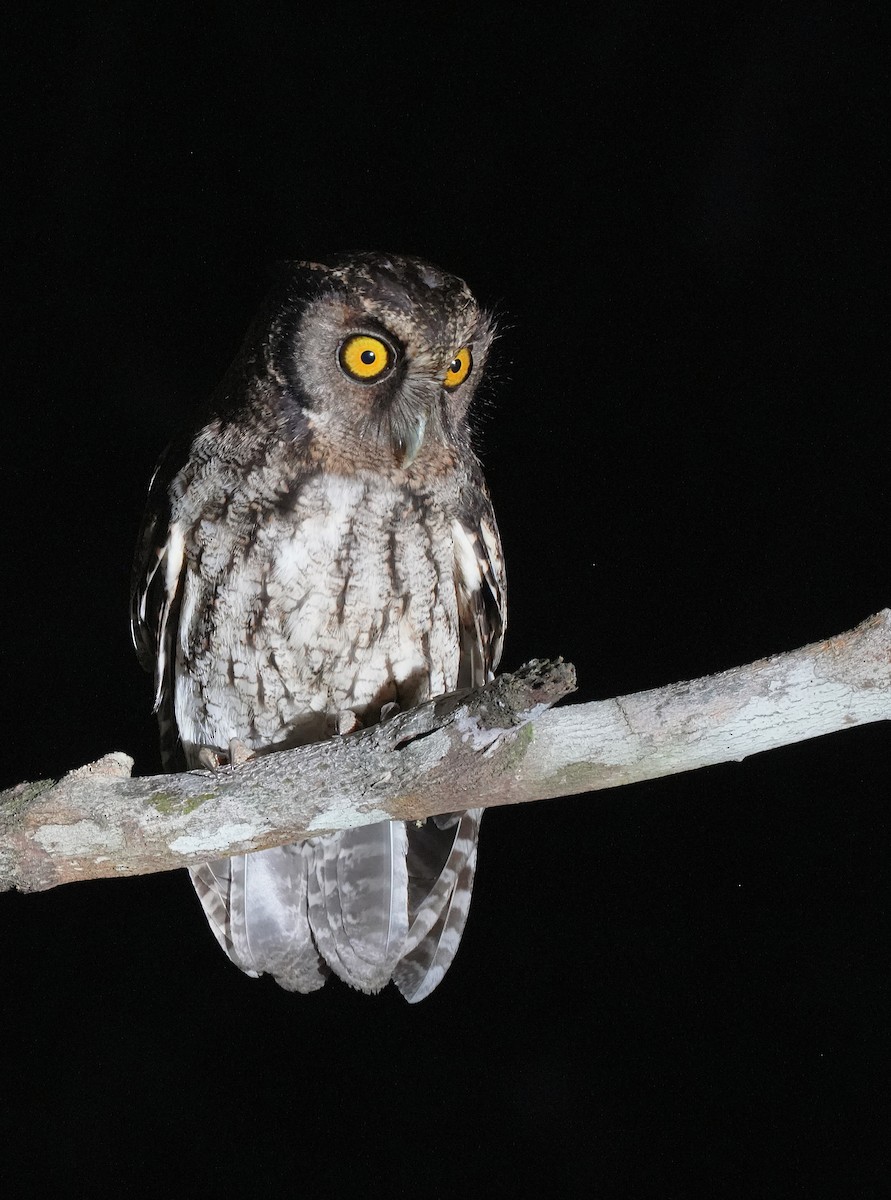 Black-capped Screech-Owl - ML647220962