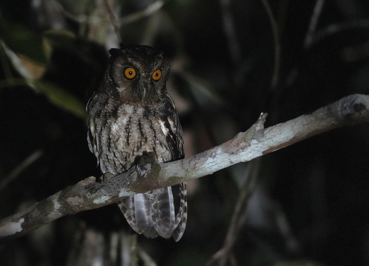 Black-capped Screech-Owl - ML647220963