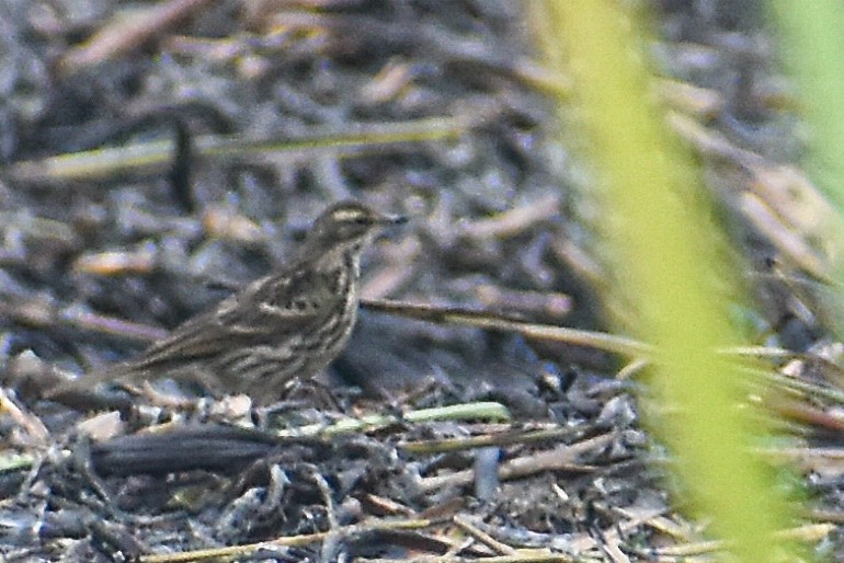 Rosy Pipit - ML647220964