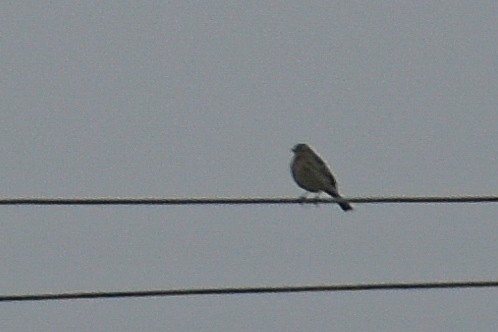 Rosy Pipit - ML647220965