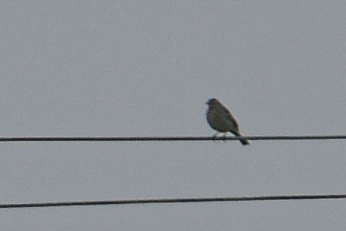 Rosy Pipit - ML647220966