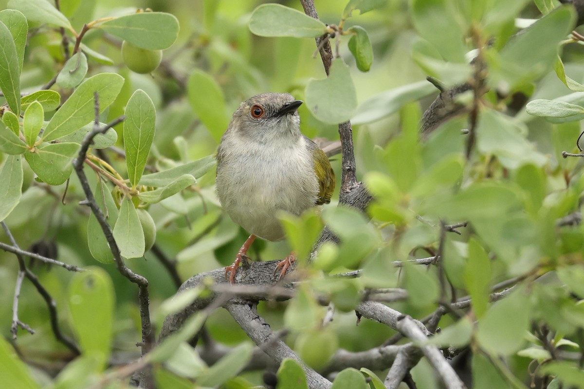Green-backed Camaroptera - ML647220975