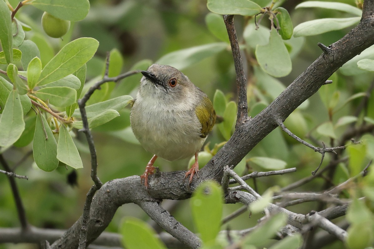 Green-backed Camaroptera - ML647220976