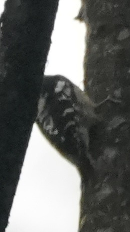 Gray-capped Pygmy Woodpecker - ML647220980