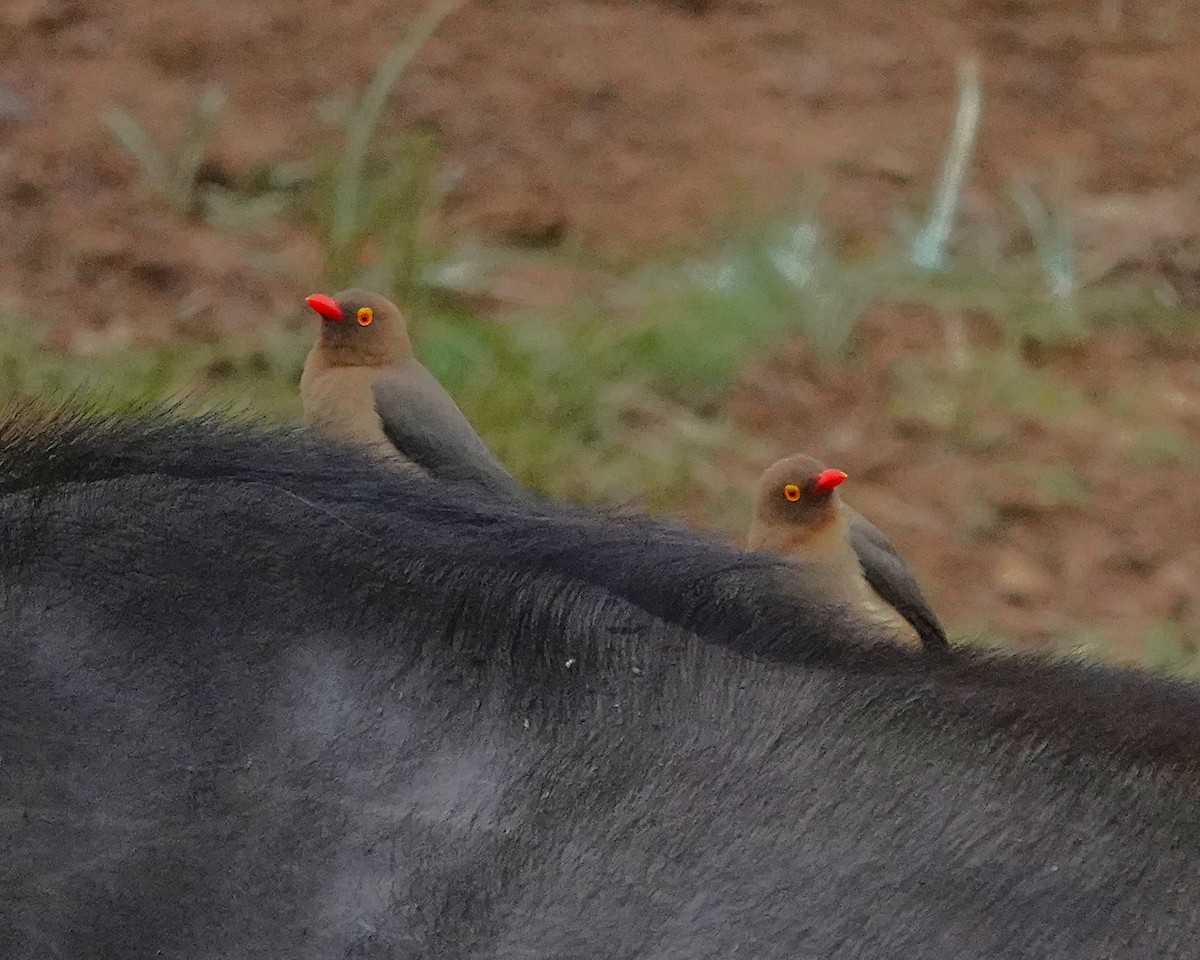 rødnebboksehakker - ML647220986