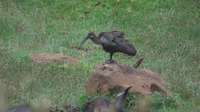 ibis hagedaš - ML647221011