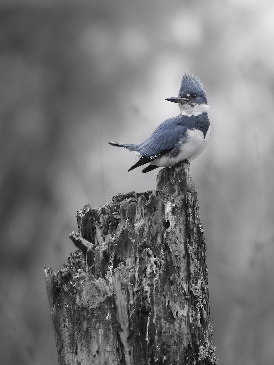 Belted Kingfisher - ML647221013