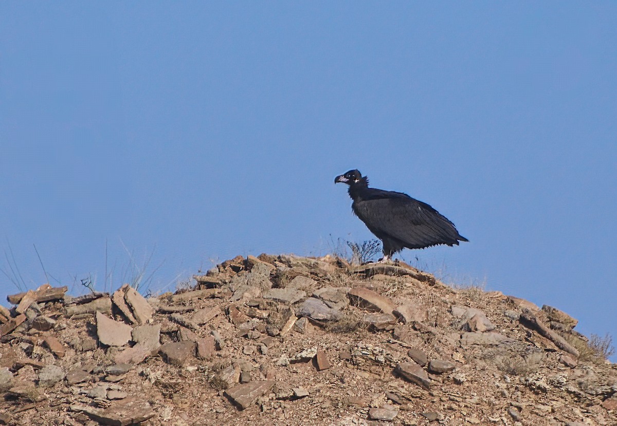 クロハゲワシ - ML647221016