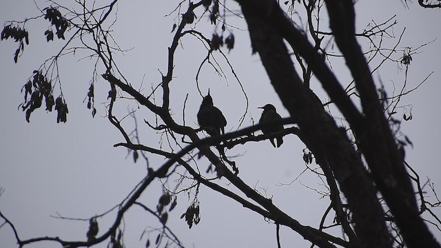 špaček obecný - ML647221019