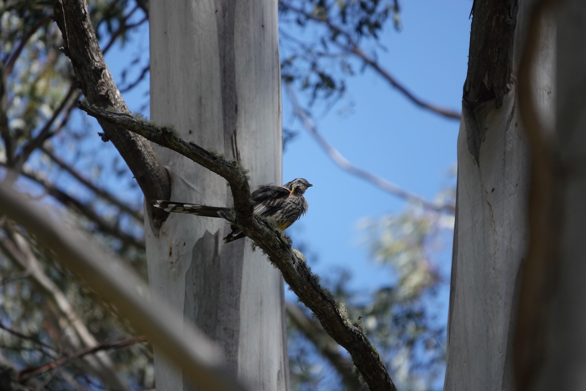Yellow Wattlebird - ML647221028