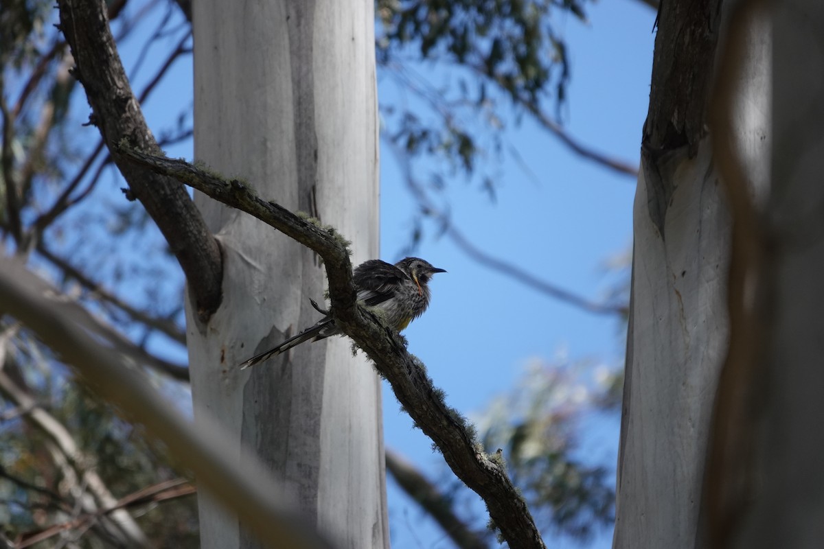 Yellow Wattlebird - ML647221029