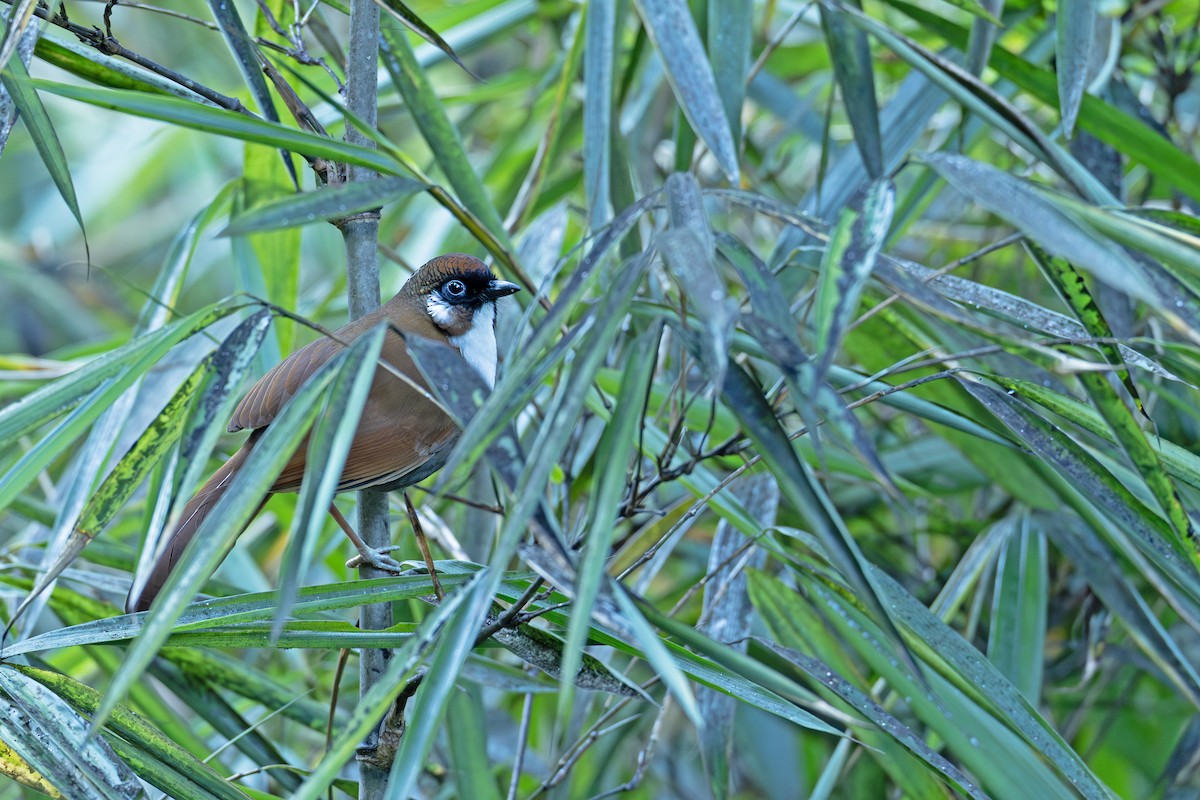 Gray-sided Laughingthrush - ML647221032