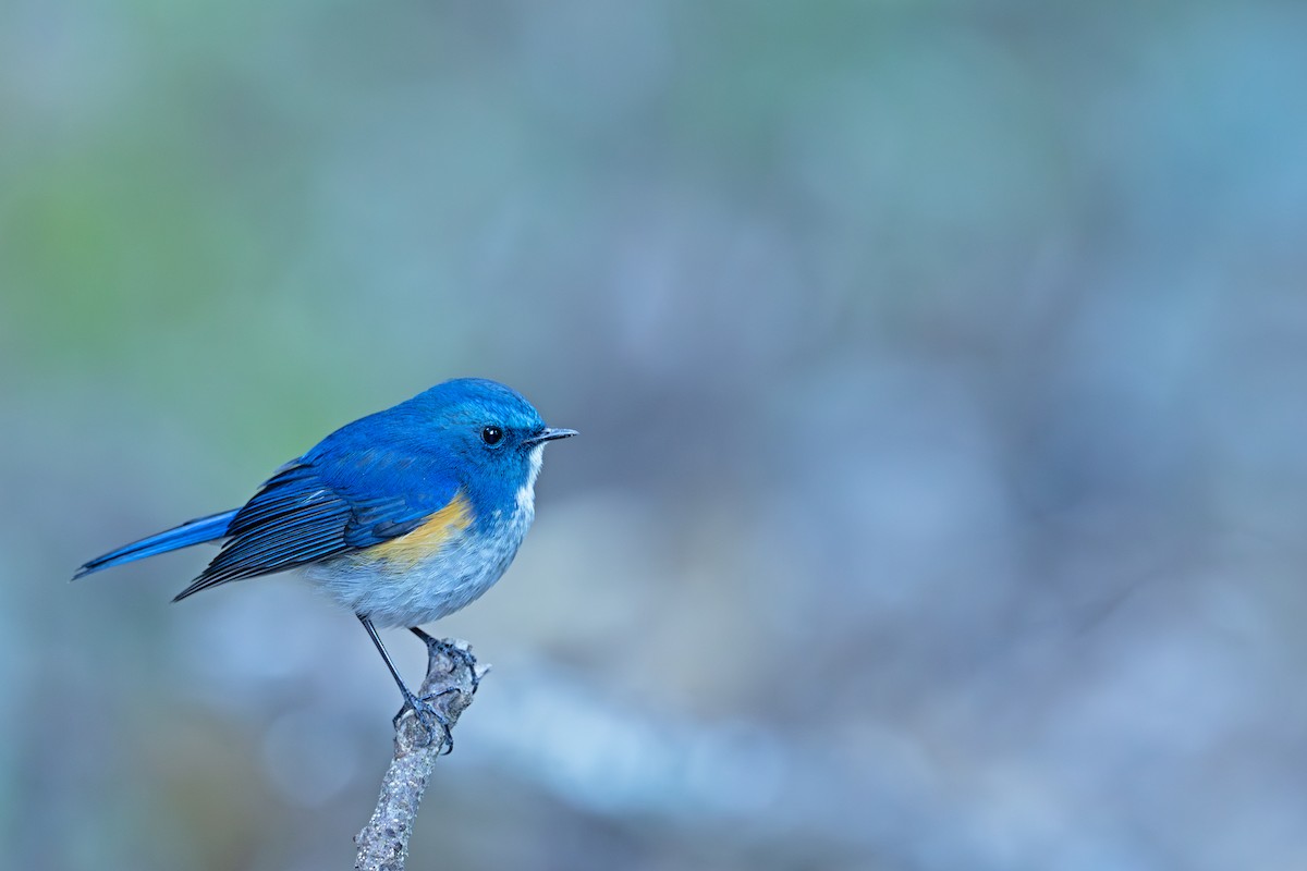 Himalayan Bluetail - ML647221035