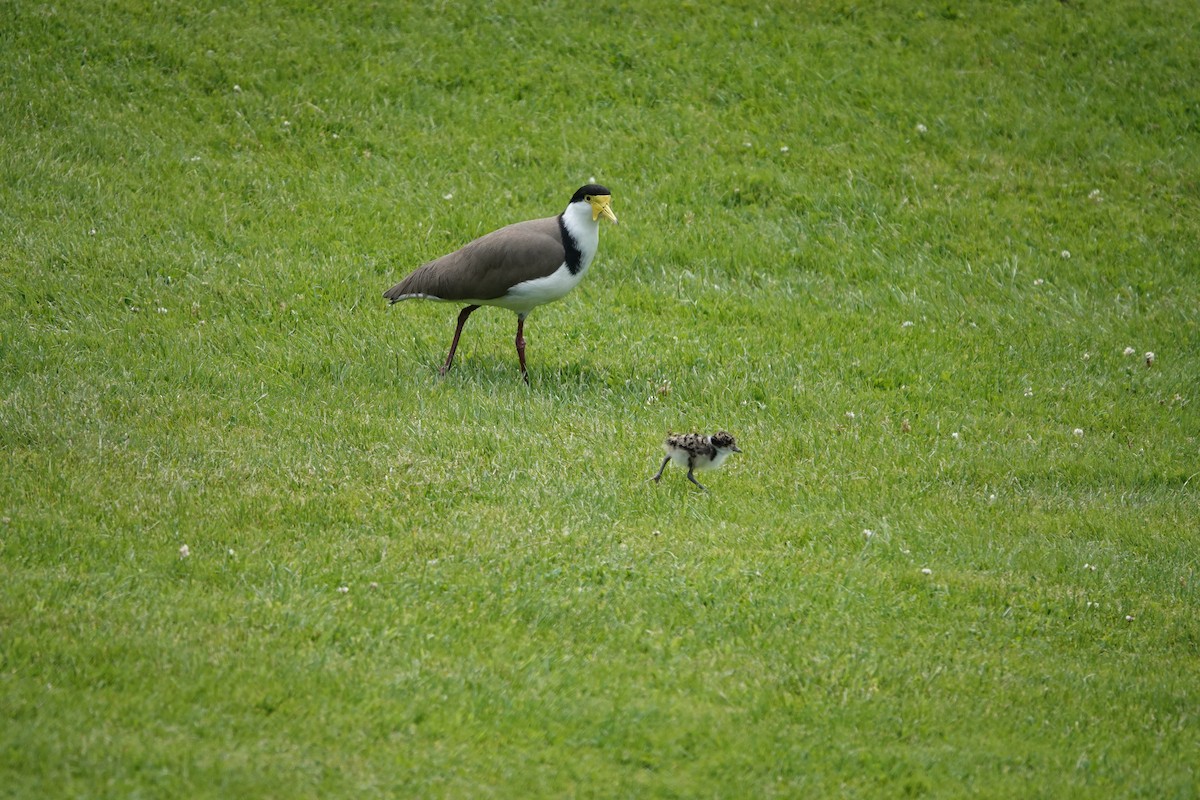 čejka australská - ML647221039