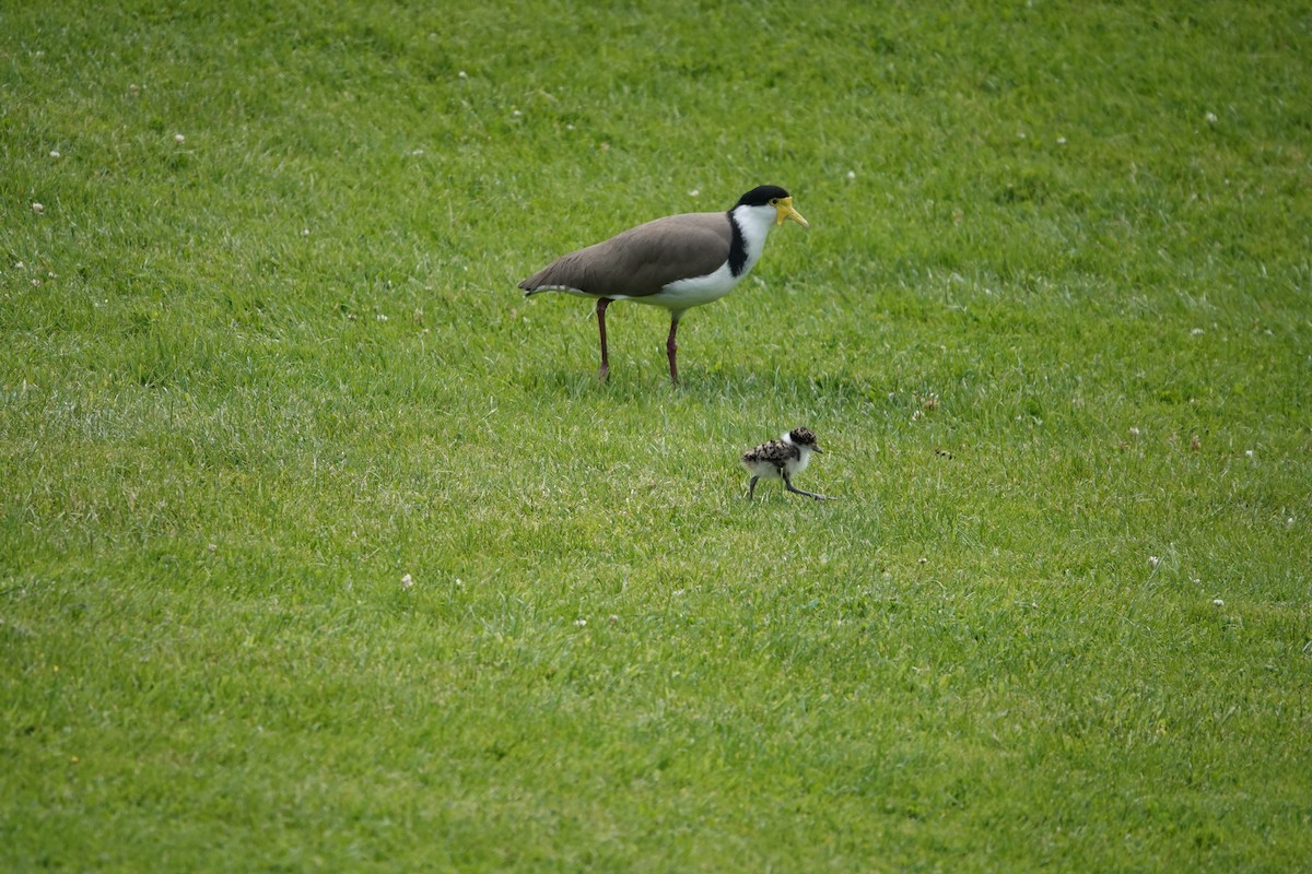 čejka australská - ML647221040