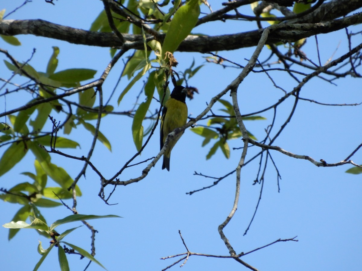 Black-headed Siskin - ML647221043