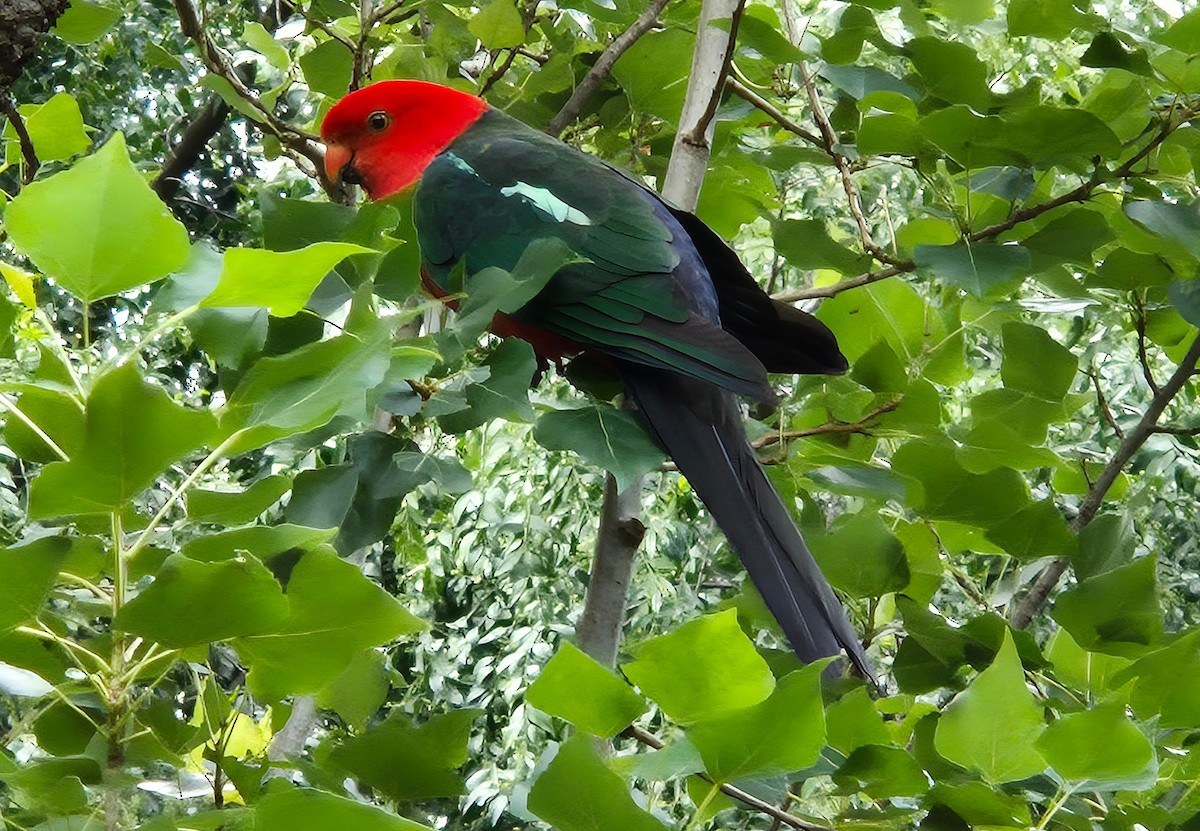 Australian King-Parrot - ML647221055
