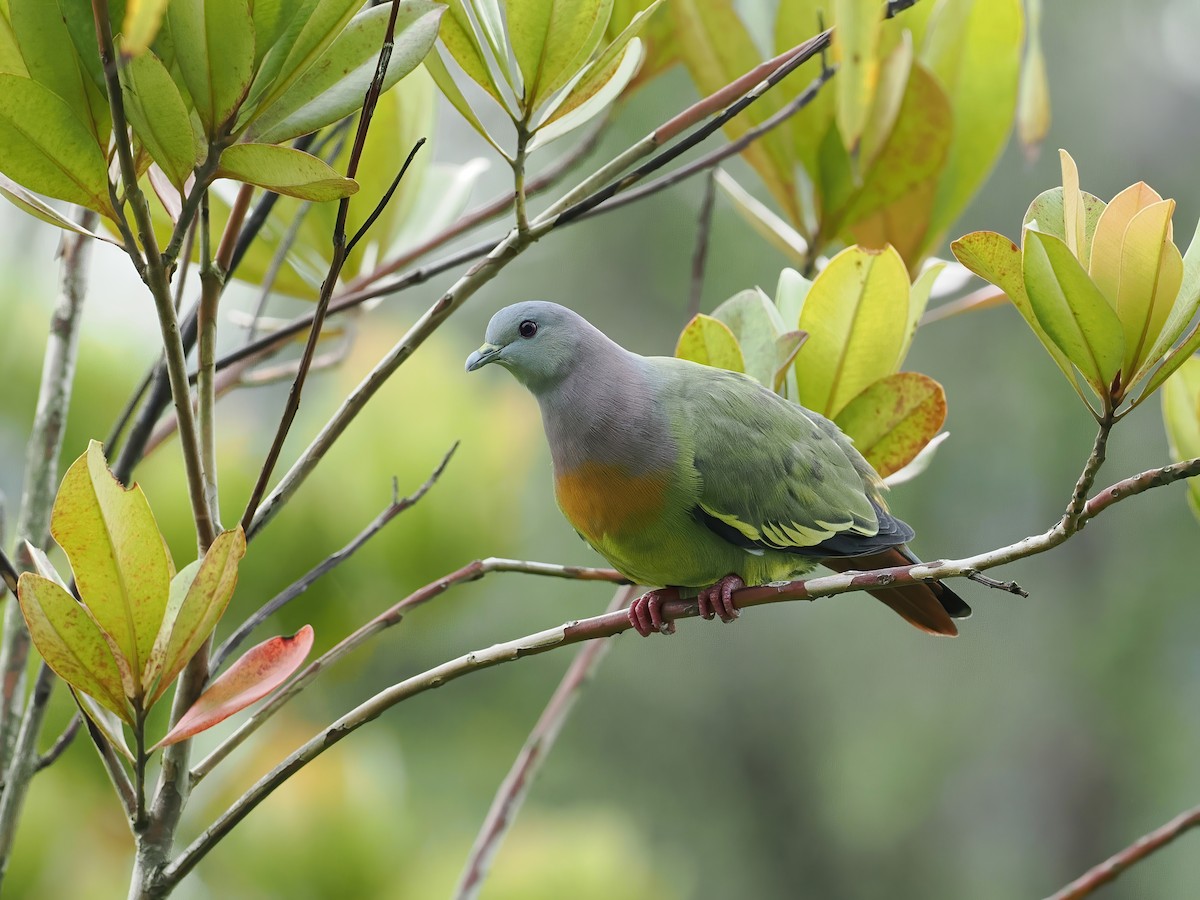 Colombar giouanne - ML647221060